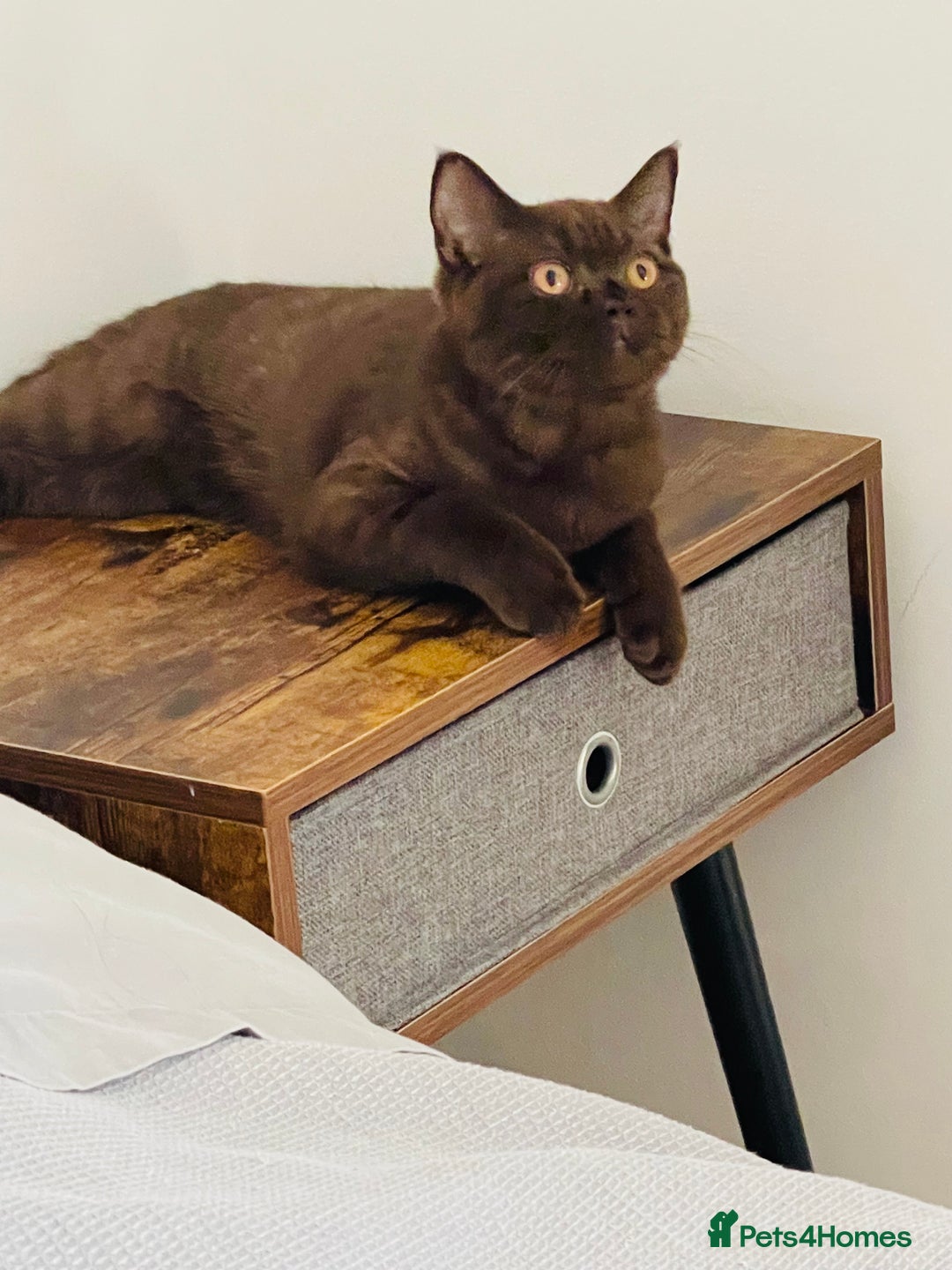 British Shorthair cats for sale: Cinnamon  - Image 1
