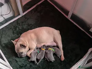 Mixed Breed dogs Beautiful Litter of French Chows - Advert 2