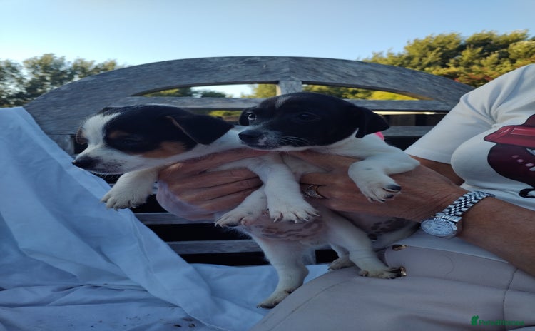 Jack Russell dogs - Advert 1
