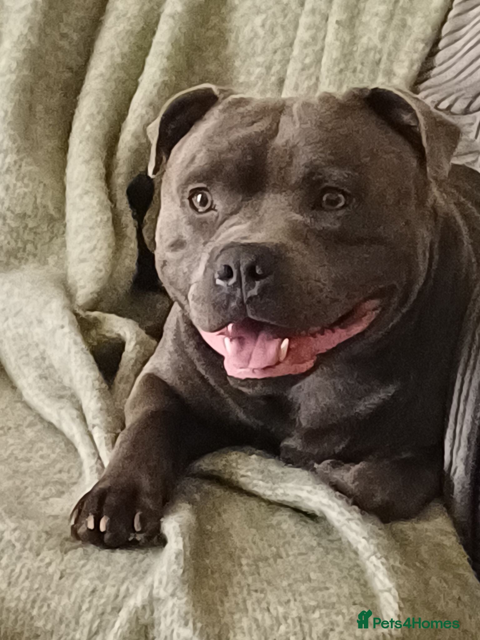 Staffordshire Bull Terrier dogs ZEUS for stud duties fully kc stunning boy - Advert 13