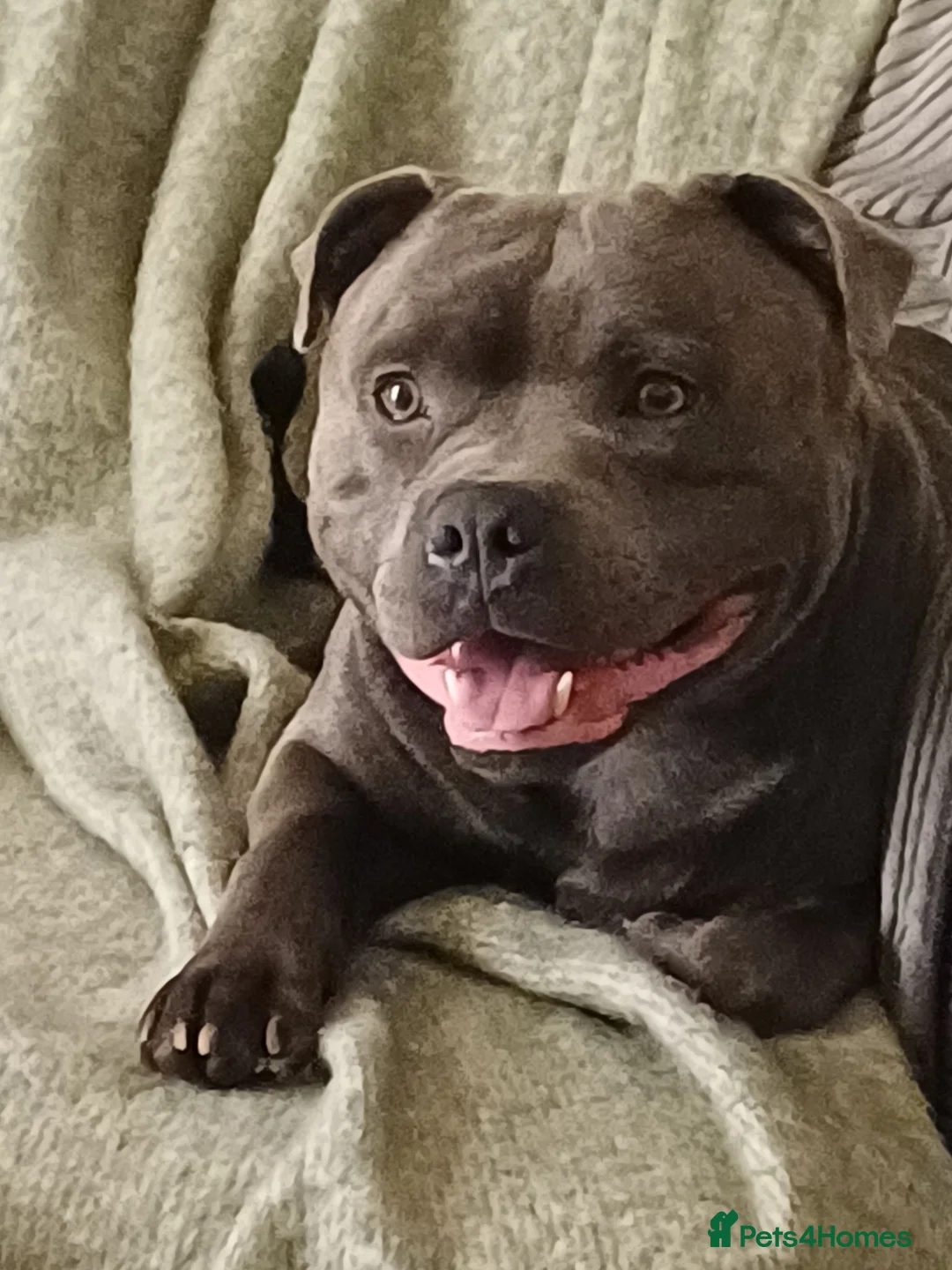 Staffordshire Bull Terrier dogs for stud: ZEUS for stud duties fully kc stunning boy - Advert 1