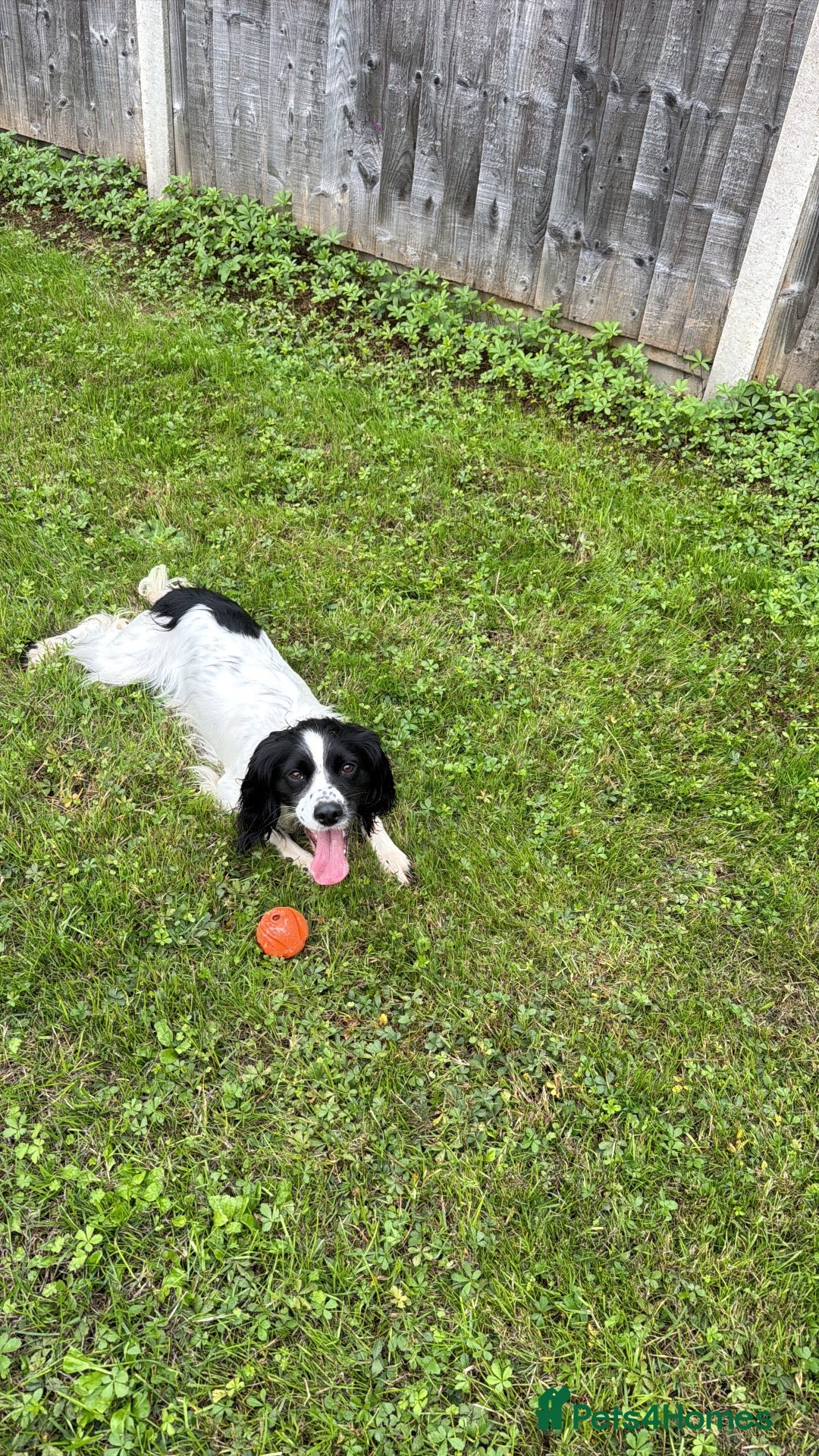 Sprocker dogs for sale: Lunaa - Advert 6