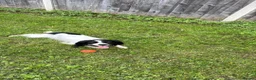 Sprocker dogs for sale: Lunaa in Bristol - Advert 1