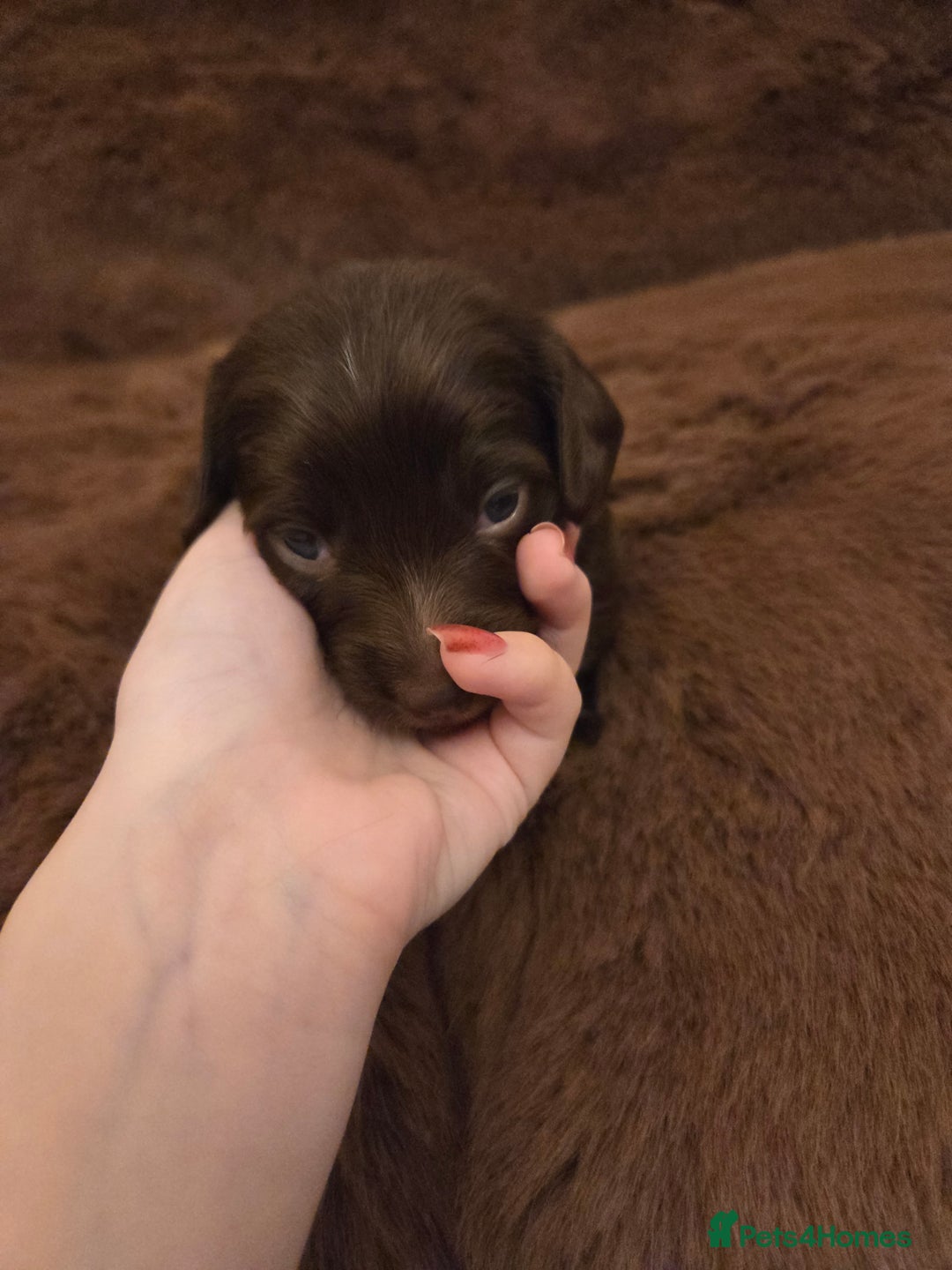 Miniature Dachshund dogs for sale: Longhaired minature dachshunds  - Advert 9