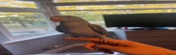 Ringnecks birds for sale: 12 week old male Indian ringneck - Advert 2