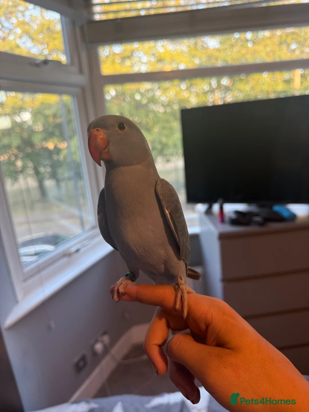 Ringnecks birds for sale: 12 week old male Indian ringneck - Advert 2