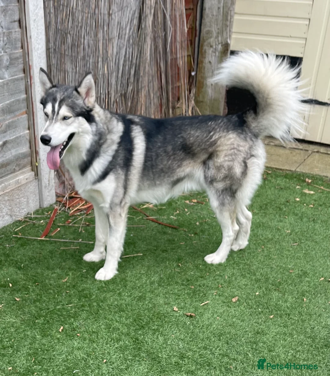 Siberian Husky dogs for stud: PROVEN KC Registered Siberian Husky Stud ONLY in Solihull - Advert 17