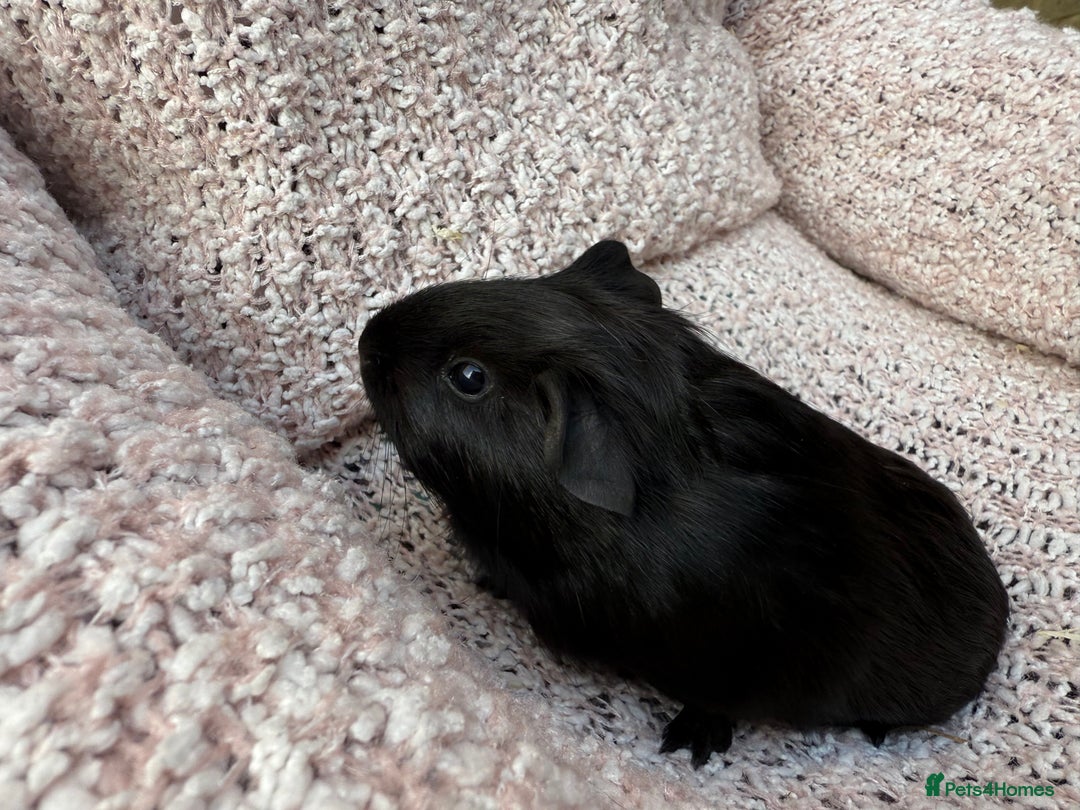 Guinea Pig rodents for sale: Beautiful baby guinea pigs  - Image 6