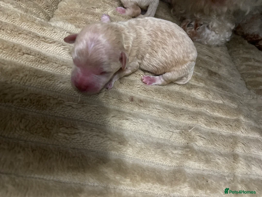 Poochon dogs for sale: F1 Tiny poochons,champion bloodline parents  - Advert 3