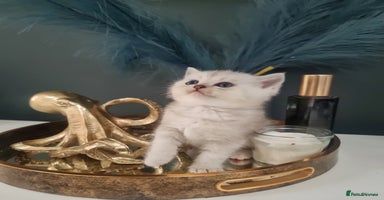 British Shorthair cats - Advert 12