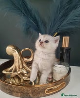 British Shorthair cats - Advert 12