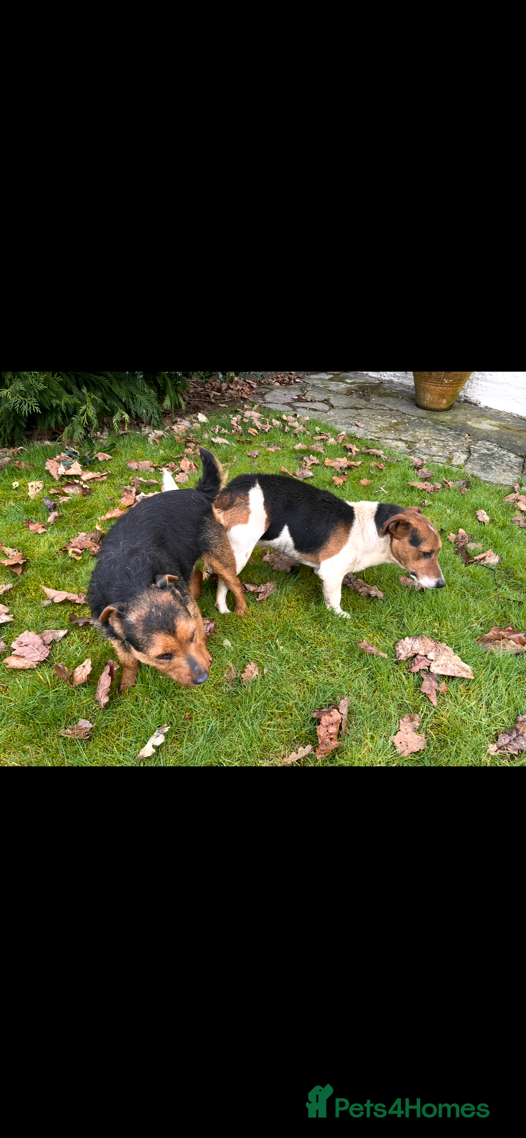 Mixed Breed dogs for sale: Stunning Lakeland X Jack Russell Pups  - Advert 4