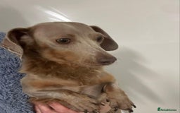 Miniature Dachshund dogs for sale: Stunning long haired miniature dachshund puppies - Image 5