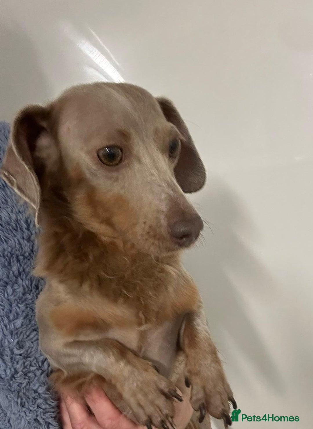 Miniature Dachshund dogs for sale: Stunning long haired miniature dachshund puppies - Image 5