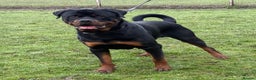 Rottweiler dogs for sale: rottweiler male champions blood lines - Advert 6