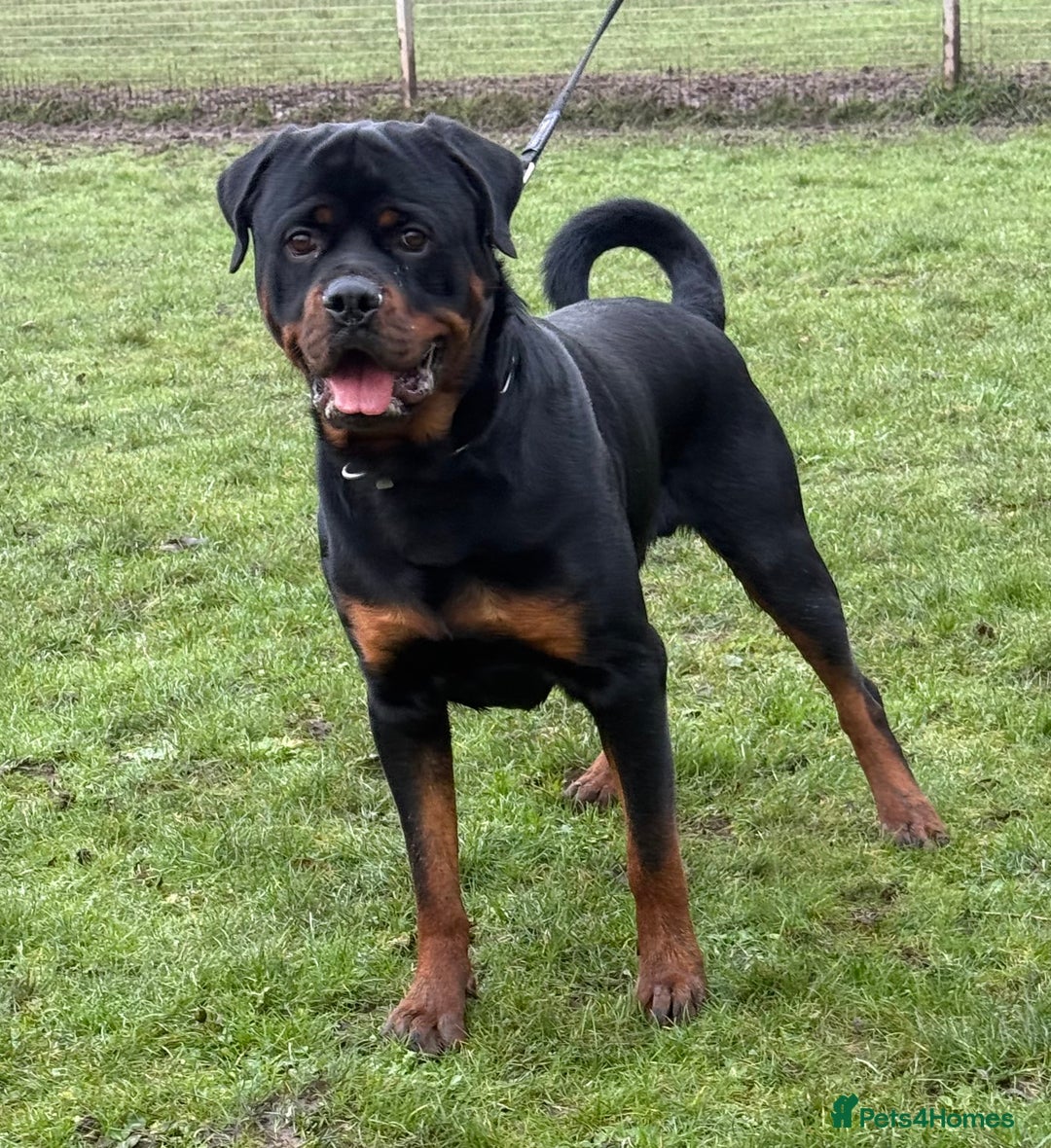 Rottweiler dogs for sale: rottweiler male champions blood lines - Advert 6