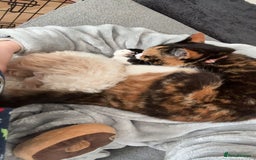 Domestic Shorthair cats for sale: Are you Bambis forever home? - Image 7