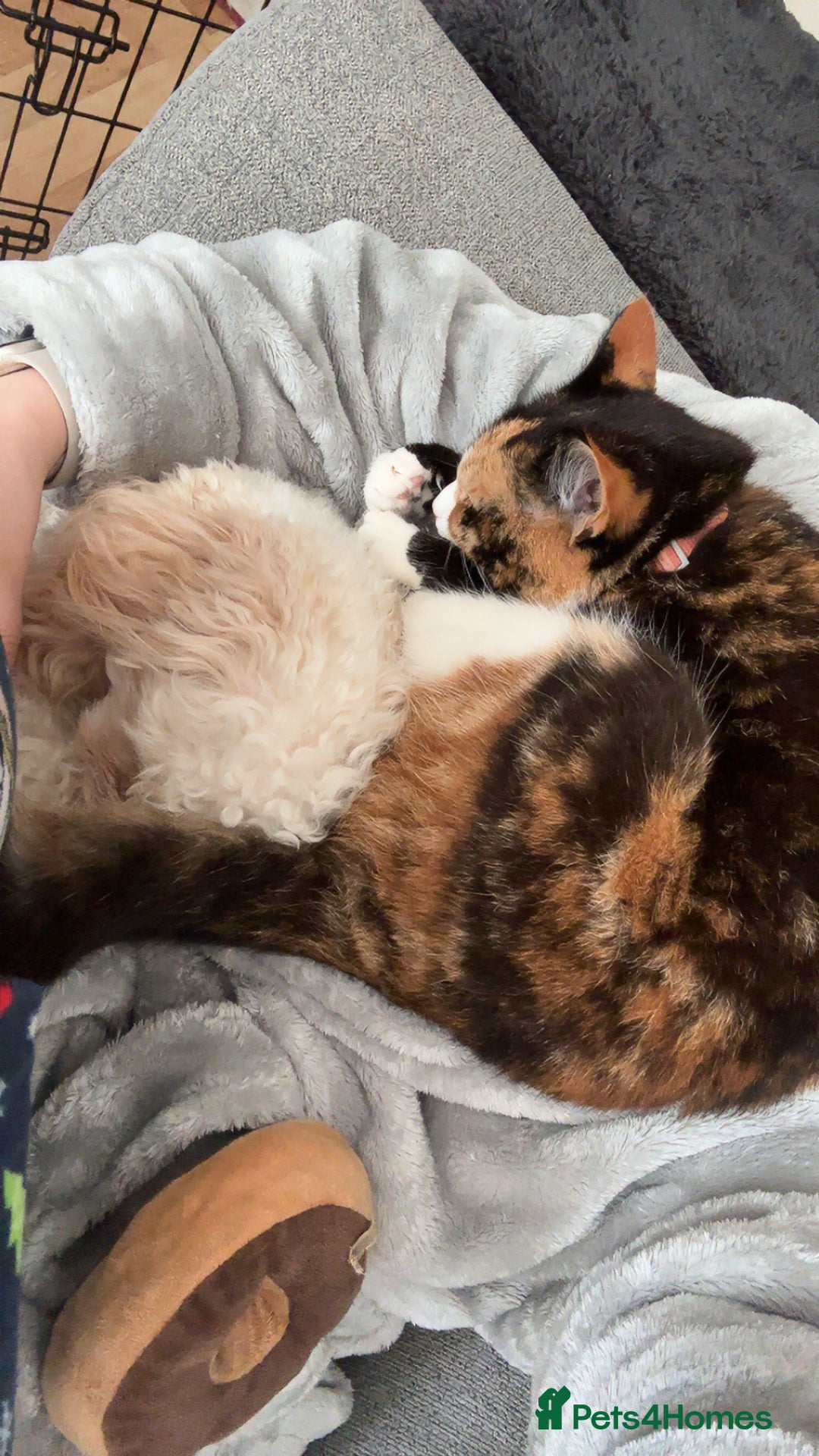 Domestic Shorthair cats for sale: Are you Bambis forever home? - Image 7