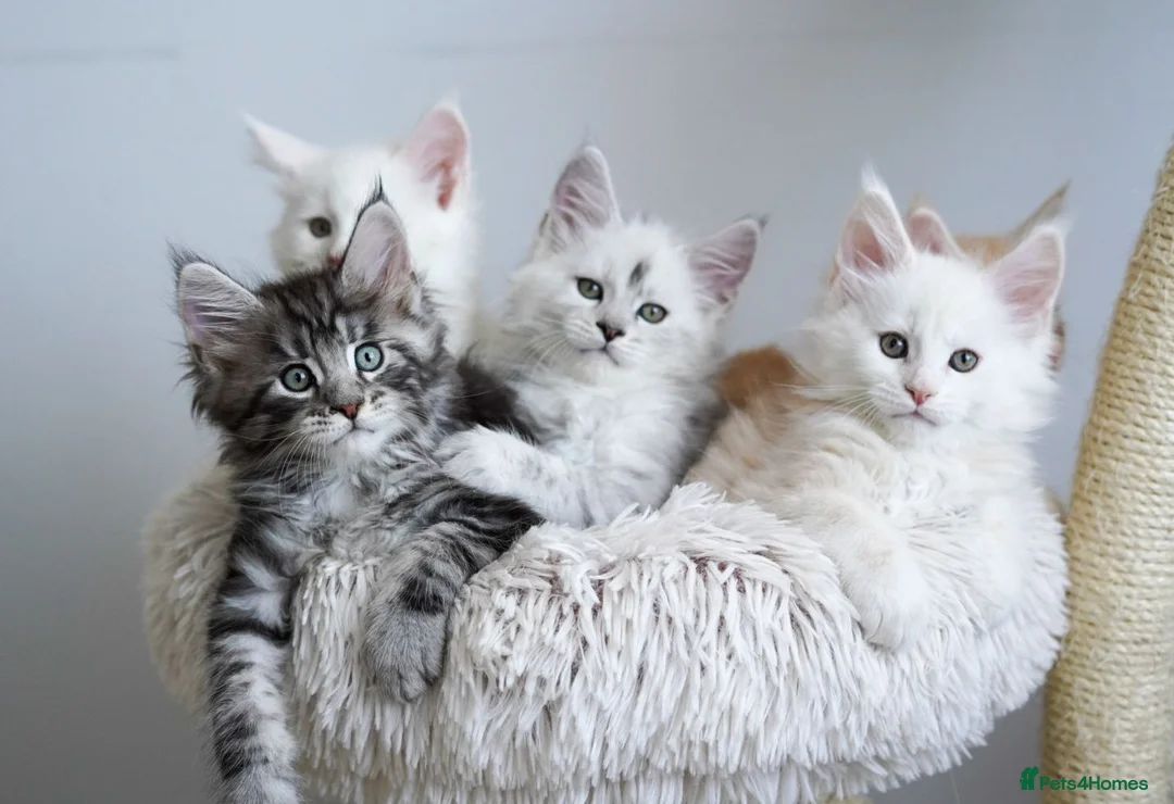 Maine Coon cats for sale: Rare Red Shaded TICA Maine Coon Kittens - Advert 2