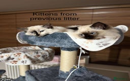 Ragdoll cats for stud: Rare Flame Point Ragdoll for stud - Image 12