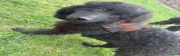 Mixed Breed dogs for adoption: Meet Sabrina, currently residing in Nottingham  in Nottingham - Advert 3