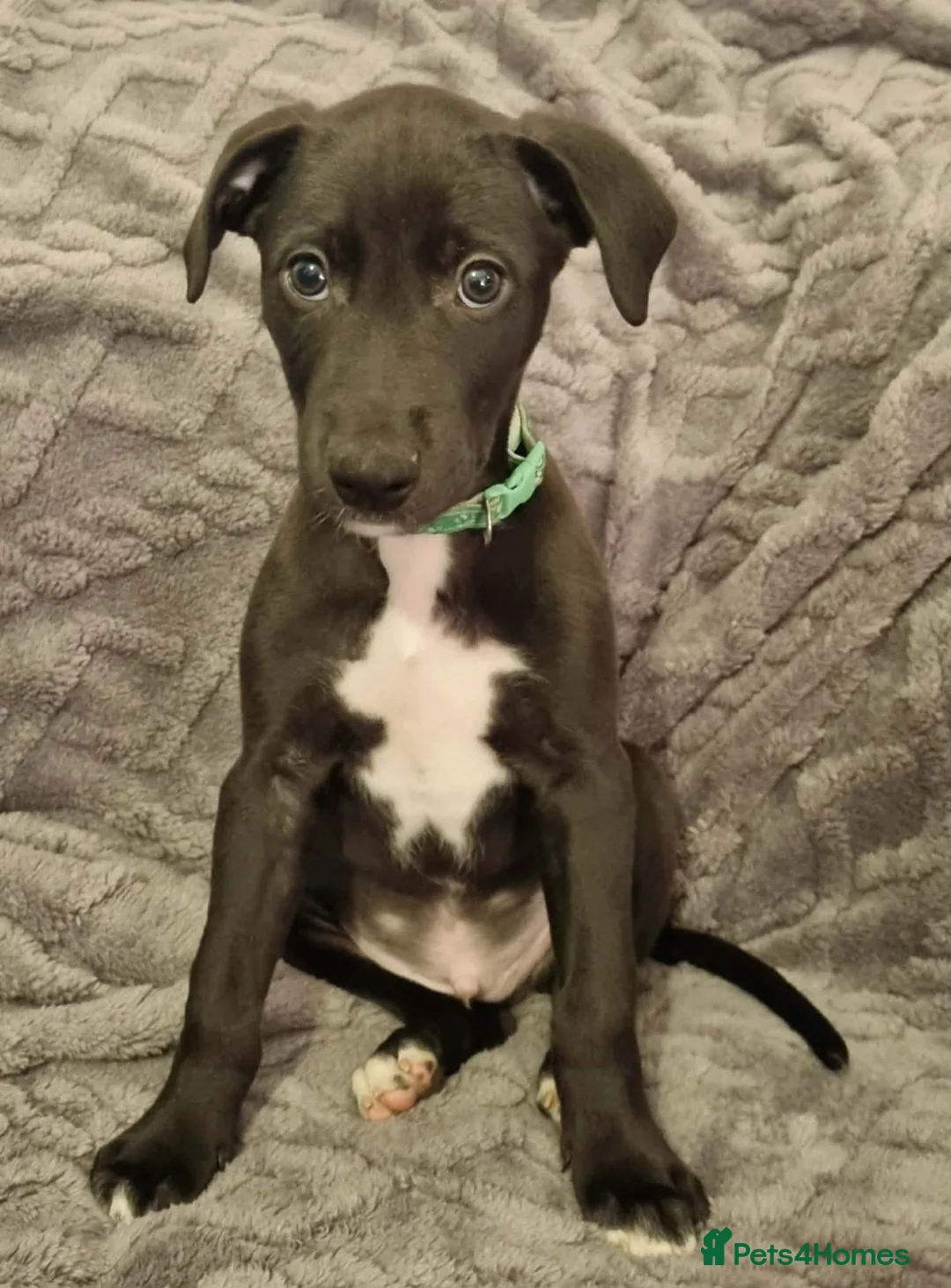 Mixed Breed dogs for sale: Bull/grey hounds  - Advert 3