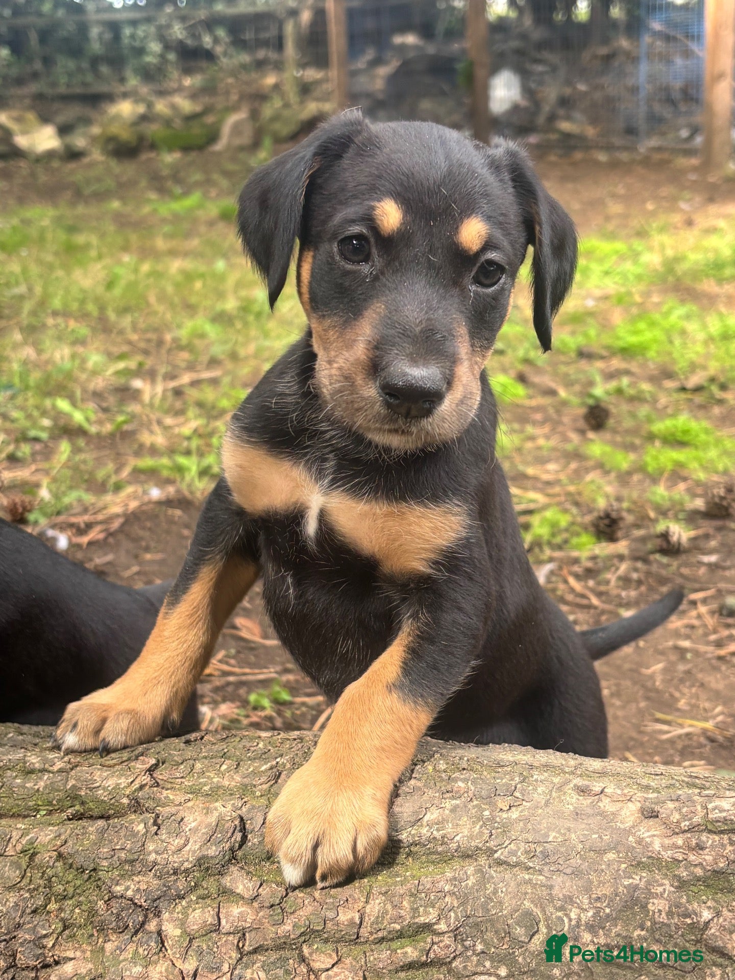 Mixed Breed dogs * Ready to leave* Doberman x lurcher puppies - Advert 2
