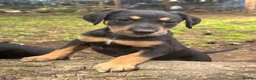 Mixed Breed dogs for sale: Doberman x lurcher puppies - Advert 18