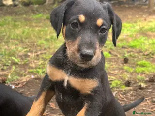 Mixed Breed dogs * Ready to leave* Doberman x lurcher puppies - Advert 14