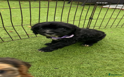 Cockapoo dogs for sale: 12 stunning cockapoo puppies ready now - Image 3