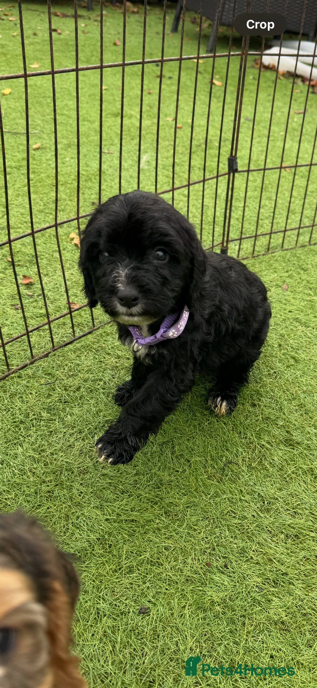 Cockapoo dogs for sale: 12 stunning cockapoo puppies ready now - Image 3