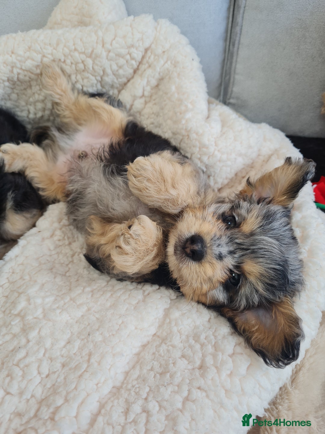 Chipoo dogs for sale: 4  Stunning chipoo puppies  - Image 1