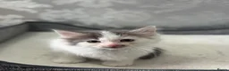 Ragdoll cats for sale: Beautiful Ragdoll Kittens  - Advert 35