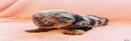 Miniature Dachshund dogs for sale: Quality Miniature Dachshund puppies - Advert 20