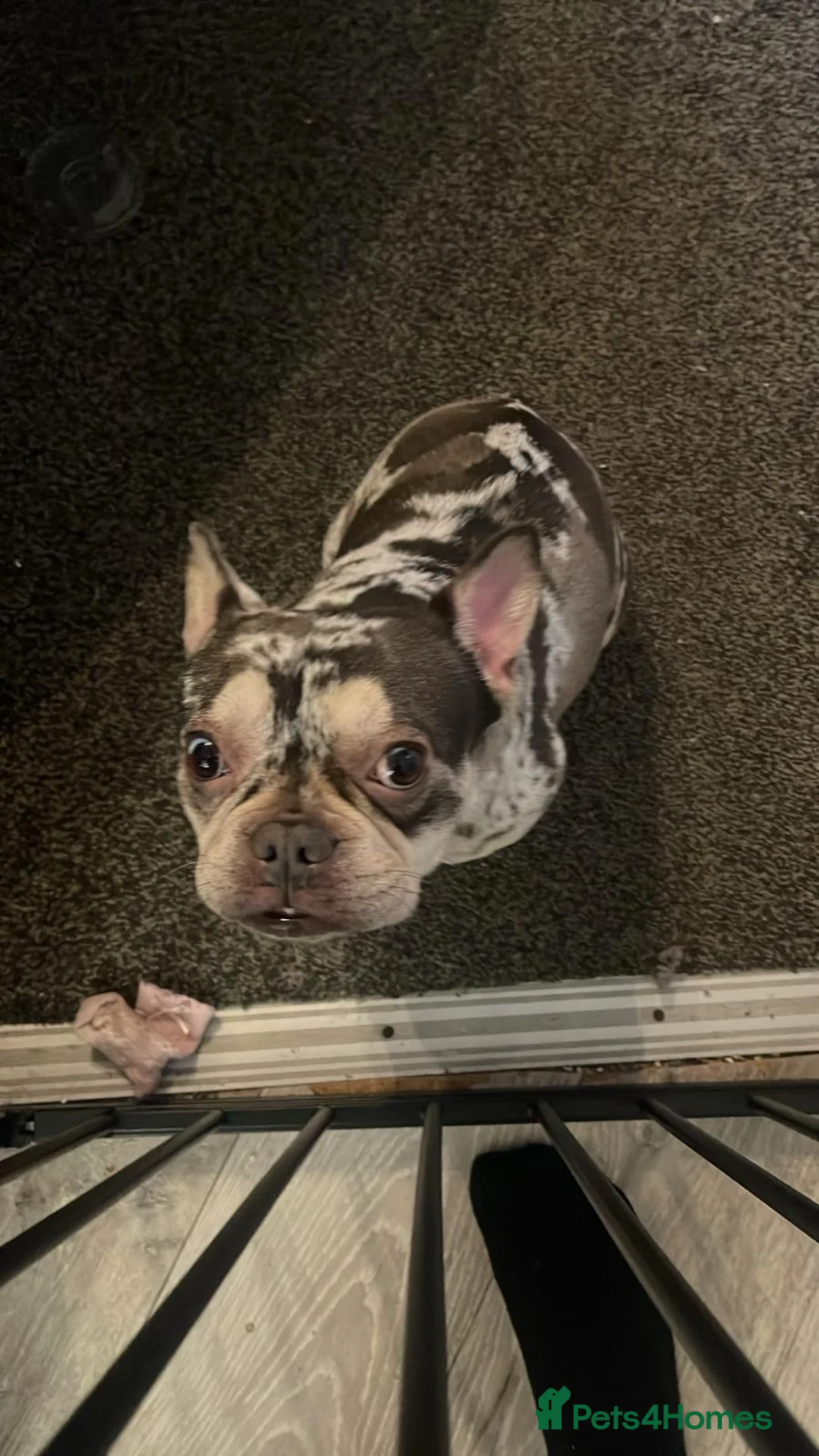 French Bulldog dogs for sale: Chocolate Merle French Bulldog PEDIGREE REGISTERED - Advert 1