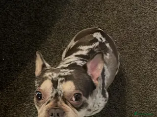 French Bulldog dogs Chocolate Merle French Bulldog PEDIGREE REGISTERED - Advert 1