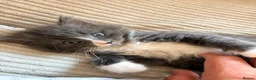 Mixed Breed cats for sale: Fluffy babies  - Advert 10