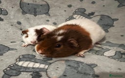 Guinea Pig rodents for sale: Guinea Pig pairs Teddy and Lunkarya  - Image 4