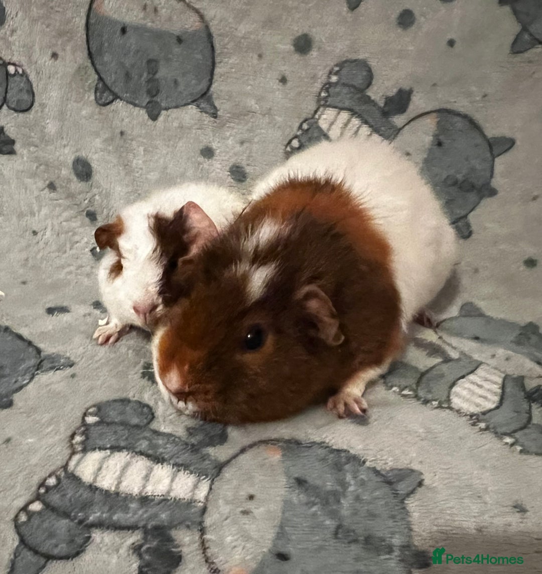 Guinea Pig rodents for sale: Guinea Pig pairs Teddy and Lunkarya  - Image 4