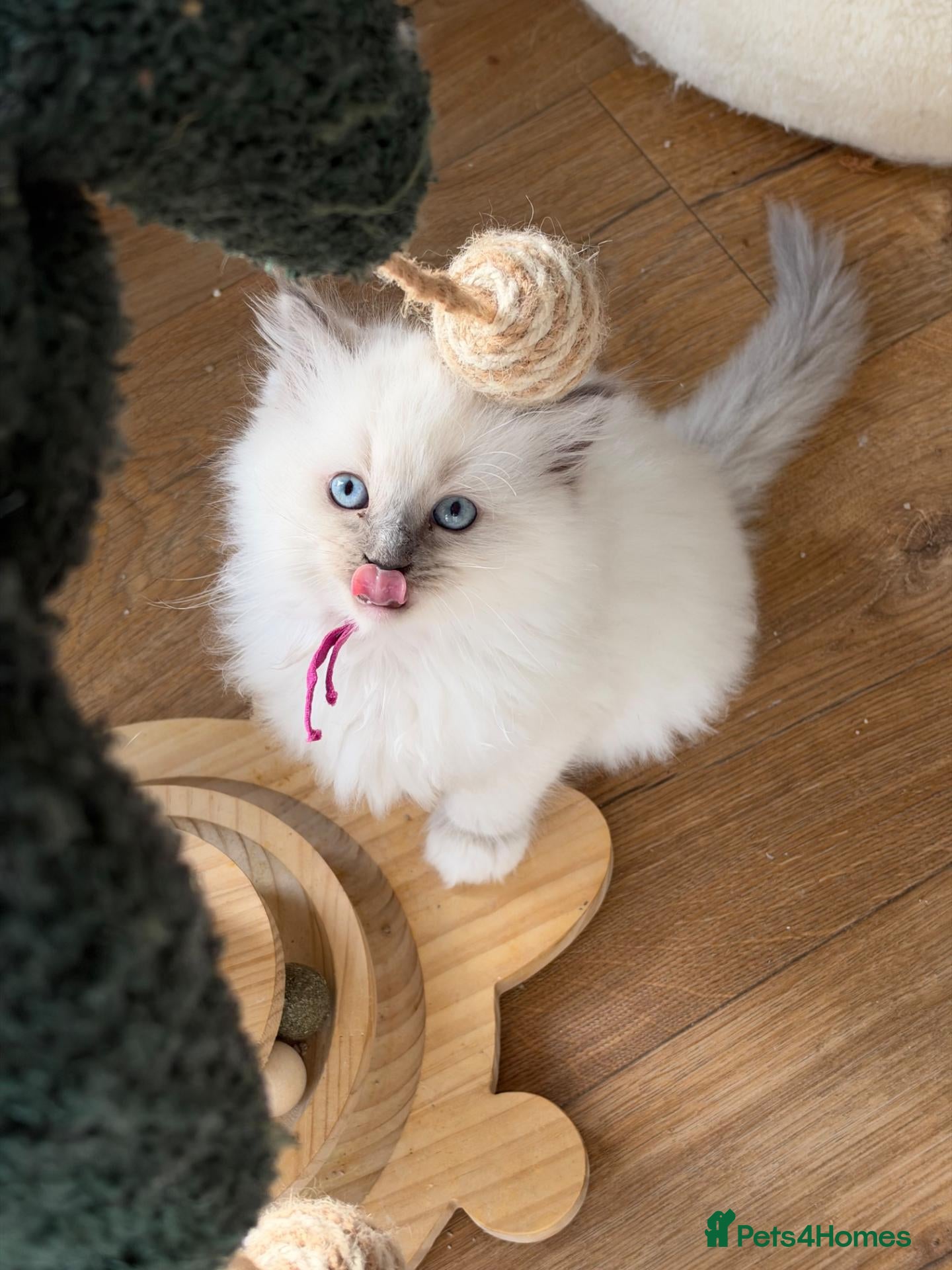 Ragdoll cats for sale: 4 Gorgeous Kittens Looking for Loving Homes 🐱 - Advert 2