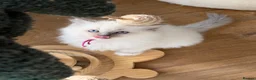 Ragdoll cats for sale: 4 Gorgeous Kittens Looking for Loving Homes 🐱 - Advert 4