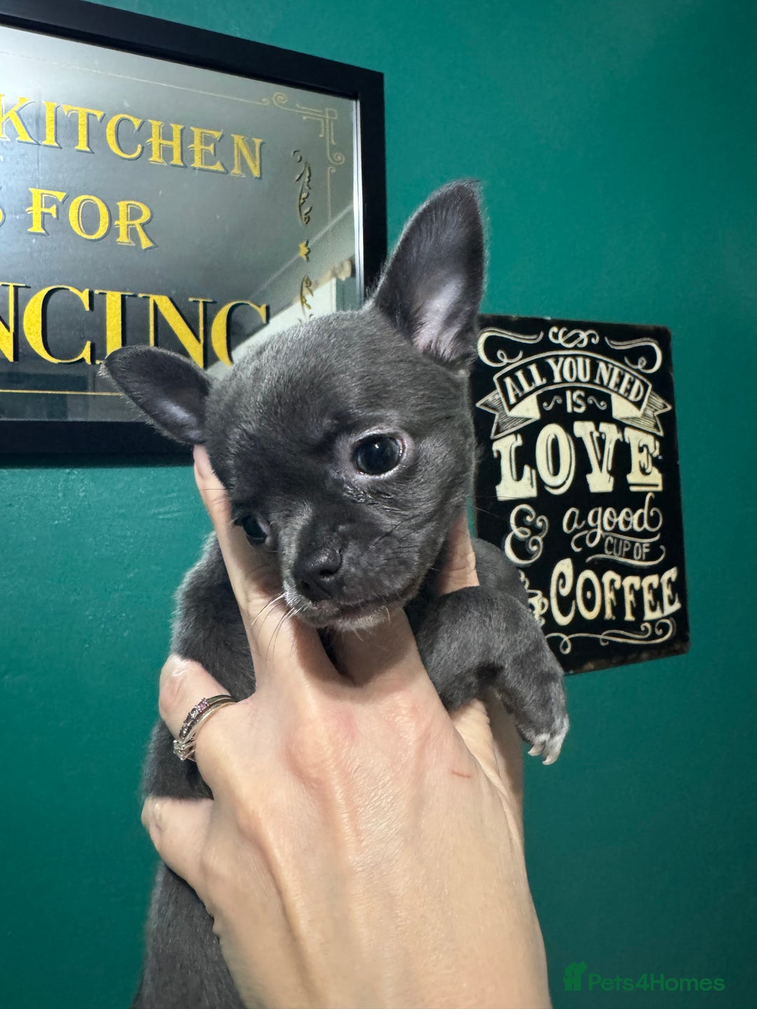 Chihuahua dogs for sale: Blue female chihuahua puppy - Advert 7