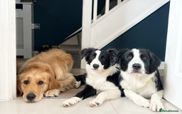 Border Collie dogs for sale: 6 month Border collie girlie for WORKING home - Image 2
