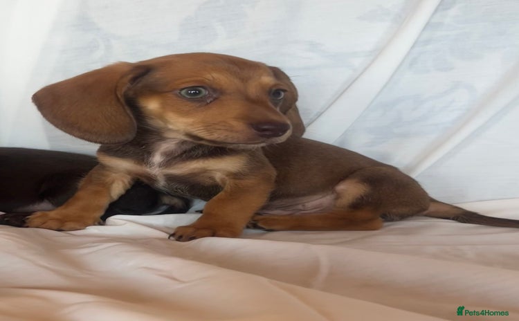 Miniature Dachshund dogs - Advert 6
