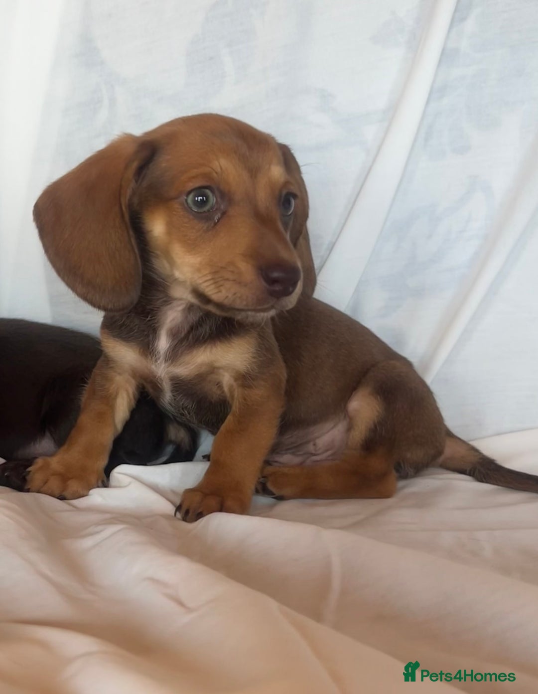 Miniature Dachshund dogs for sale: Miniature dachshund **updated  - Image 10