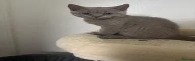 British Shorthair Kitten 3