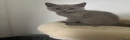 British Shorthair cats for sale: Full British Shorthair Kittens for Sale 🐾 - Advert 4