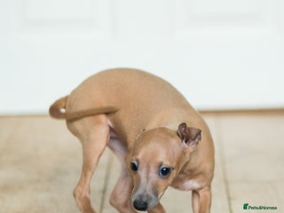 Italian Greyhound dogs Beautiful Italian greyhounds - Advert 1