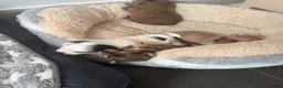 Jack Chi dogs for sale: Chihuahua x jack Russel puppies  - Advert 9