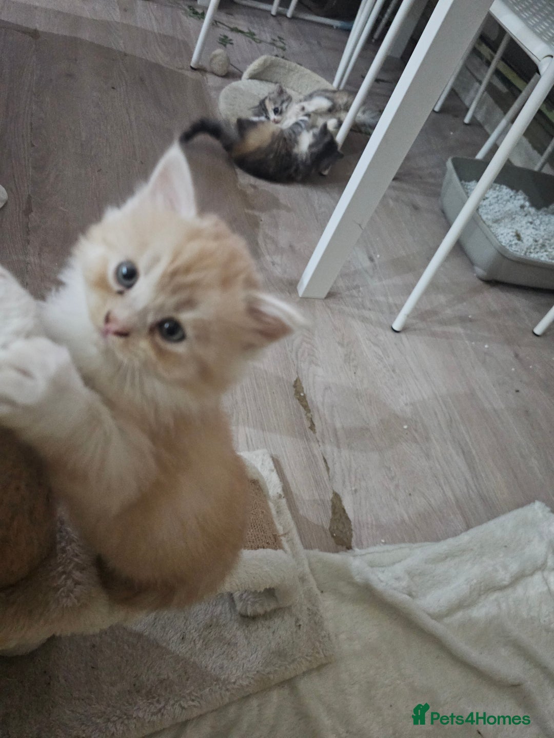 Persian cats for sale: Adorable Persian kittens - Advert 12